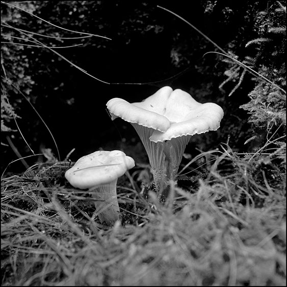 cantharellus cibarius